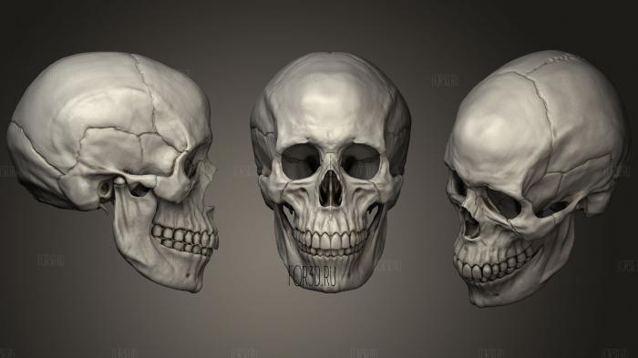 Human Female Skull stl model for CNC